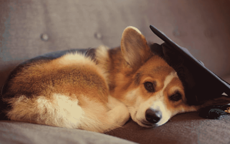 Een foto van de coach