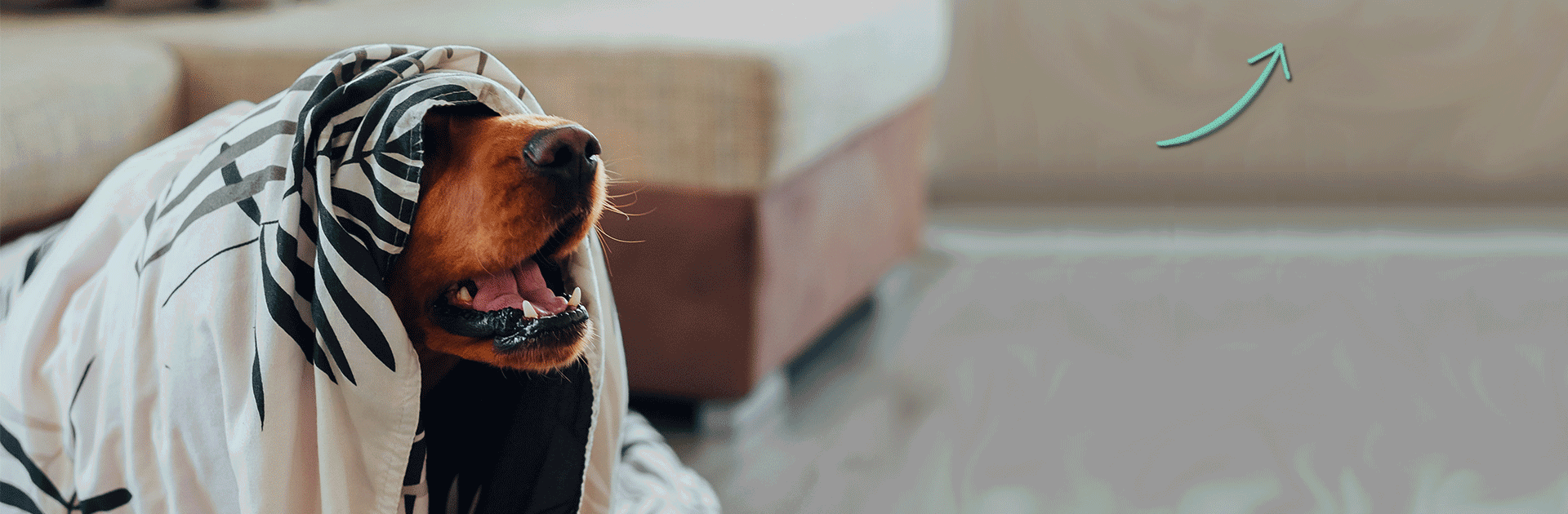 Hond met deken over het hoofd