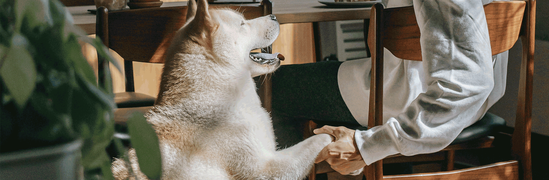 Hond met poot in hand eigenaar