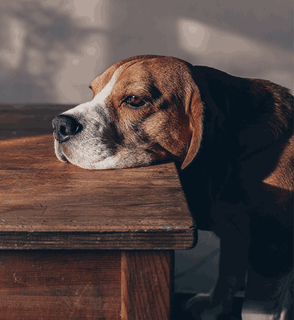 hond met kin op tafelblad