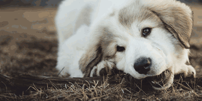 puppy in het gras met een stok
