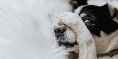 hond met poot over gezicht