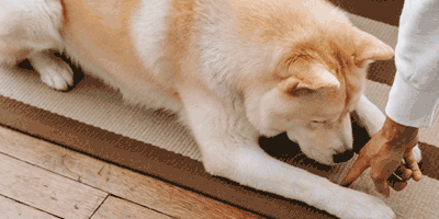 hond in de 'af' op de grond